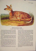 Original Old Antique Print White Tailed Deer Buck Color Quadruped Audubon
