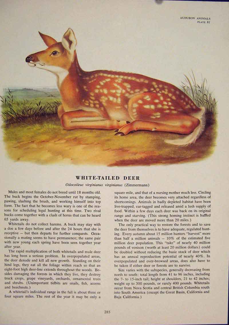 Original Old Antique Print White Tailed Deer Buck Color Quadruped Audubon
