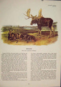 Original Old Antique Print Moose Buck Color Quadruped Audubon Art