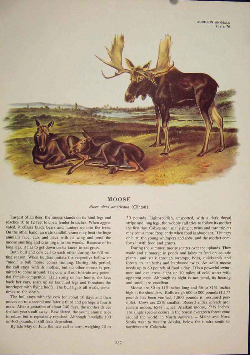 Original Old Antique Print Moose Buck Color Quadruped Audubon Art