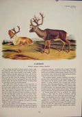 Original Old Antique Print Caribou Buck Color Animal Quadruped Audubon