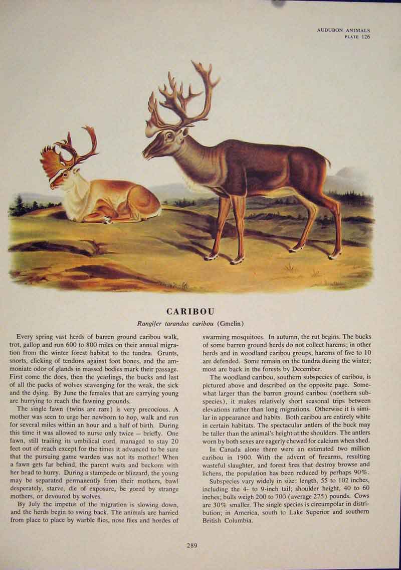 Original Old Antique Print Caribou Buck Color Animal Quadruped Audubon