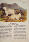 Original Old Antique Print Mountain Goat White Color Quadruped Audubon