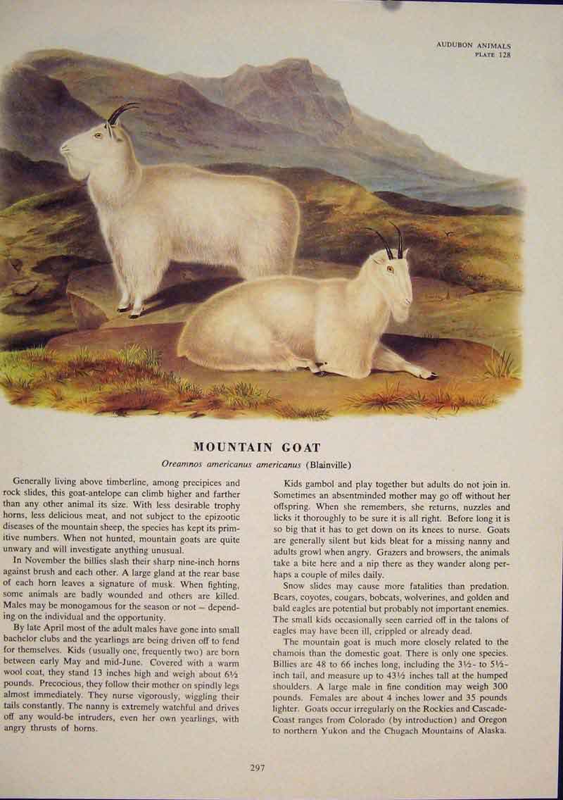 Original Old Antique Print Mountain Goat White Color Quadruped Audubon