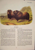 Original Old Antique Print Muskox Color Bull Quadruped Audubon