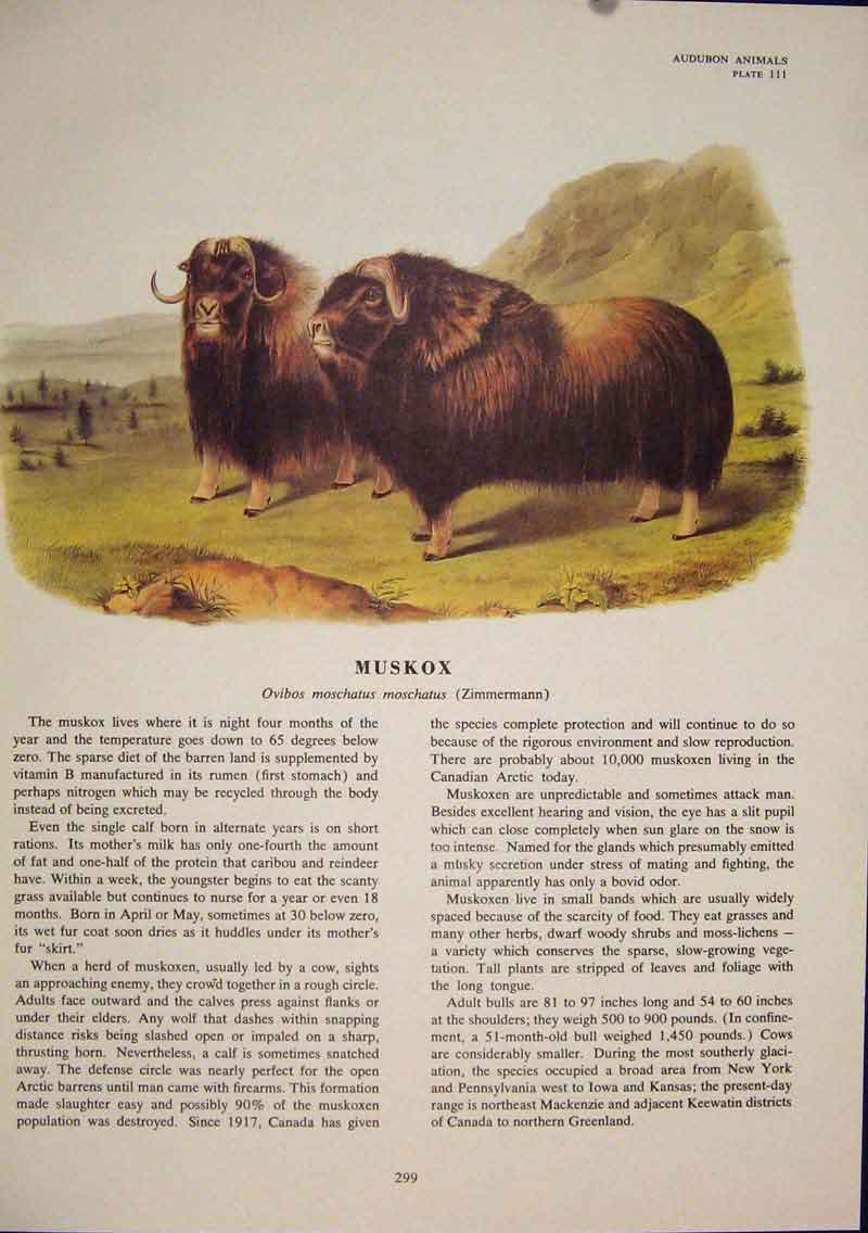 Original Old Antique Print Muskox Color Bull Quadruped Audubon