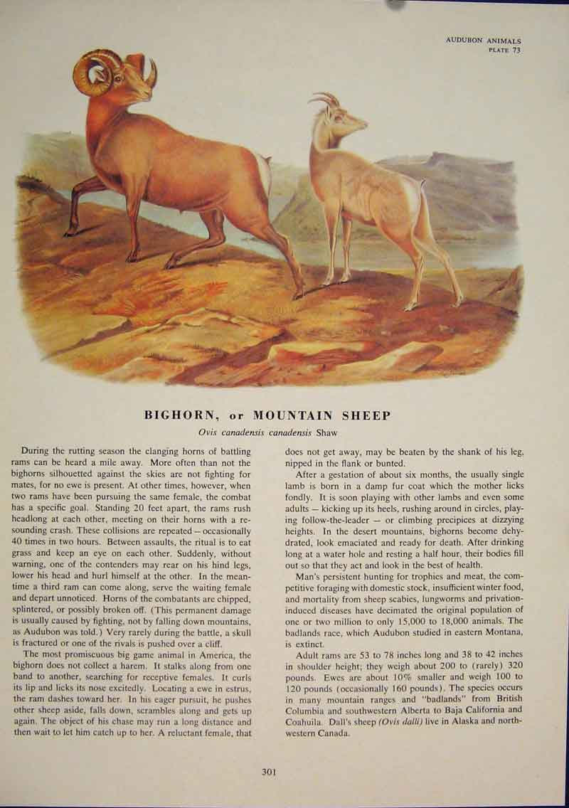 Original Old Antique Print Bighorn Mountain Sheep Color Quadruped Audubon