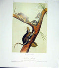 Original Old Antique Print Rat Rodant Quadruped Audubon Color