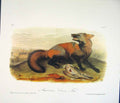 Original Old Antique Print Fox Foxes Quadruped Audubon Color