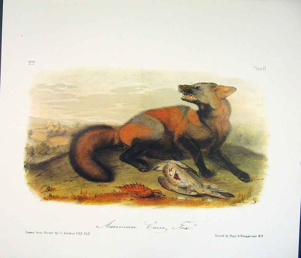 Original Old Antique Print Fox Foxes Quadruped Audubon Color