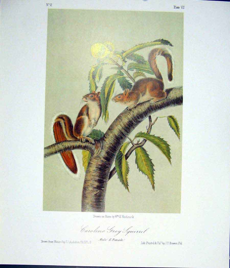 Original Old Antique Print Squirrels Squirrel Quadruped Audubon Color