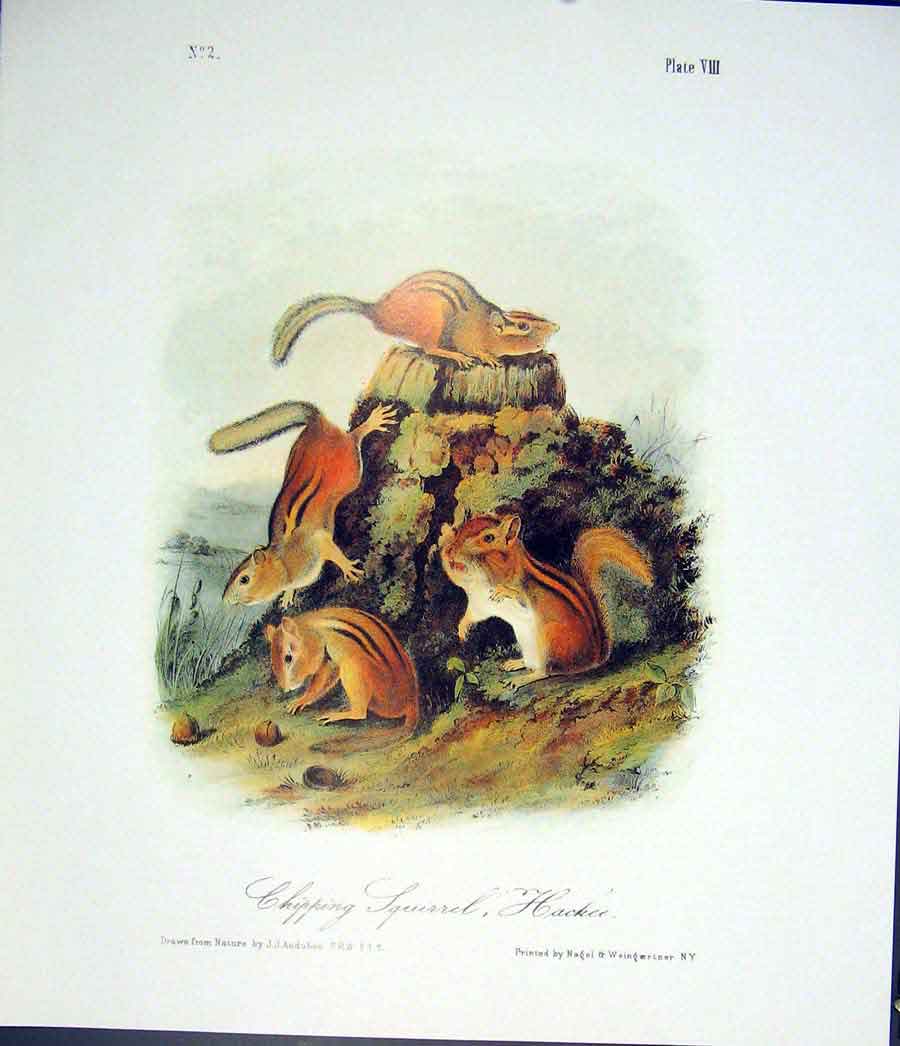 Original Old Antique Print Squirrel Squirrels Quadruped Audubon Color
