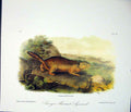 Original Old Antique Print Ref.112 Squirrel Squirrels Quadruped Audubon