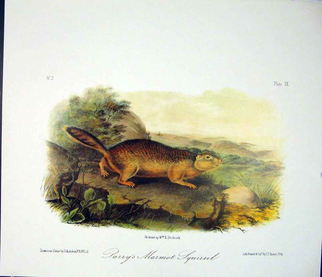 Original Old Antique Print Ref.112 Squirrel Squirrels Quadruped Audubon