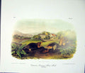 Original Old Antique Print Shrew Mole Quadruped Audubon Color