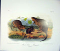 Original Old Antique Print Musquash Rat Rodant Quadruped Audubon Color