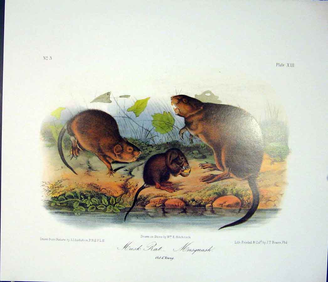 Original Old Antique Print Musquash Rat Rodant Quadruped Audubon Color