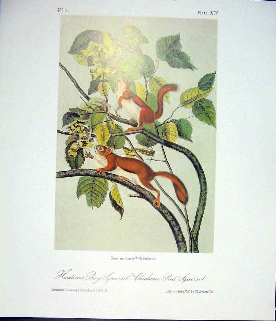 Original Old Antique Print Red Squirrel Bay Quadruped Audubon Color Art