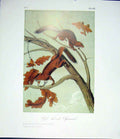 Original Old Antique Print Squirrels Squirrels Quadruped Audubon Color