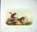 Original Old Antique Print Ref.114 Squirrel Squirrels Quadruped Audubon