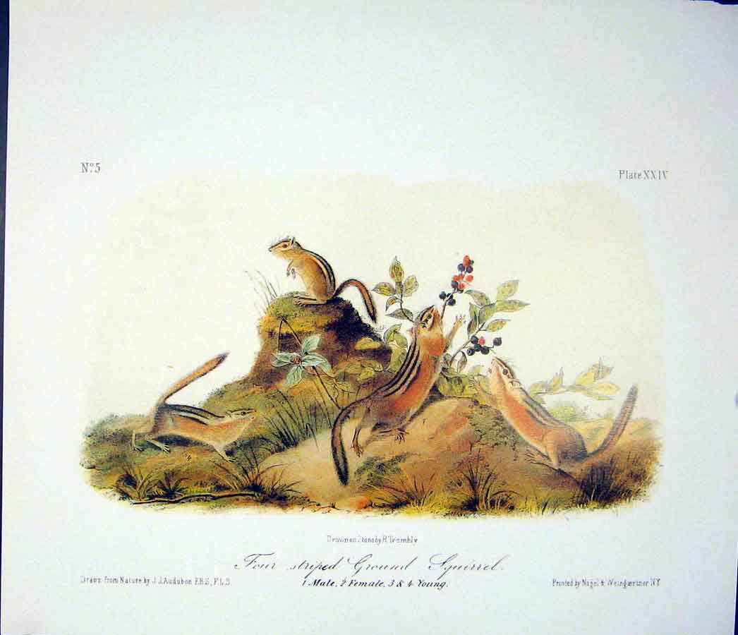Original Old Antique Print Ref.116 Squirrel Squirrels Quadruped Audubon