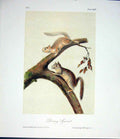 Original Old Antique Print Squirrel Squirells Quadruped Audubon Color