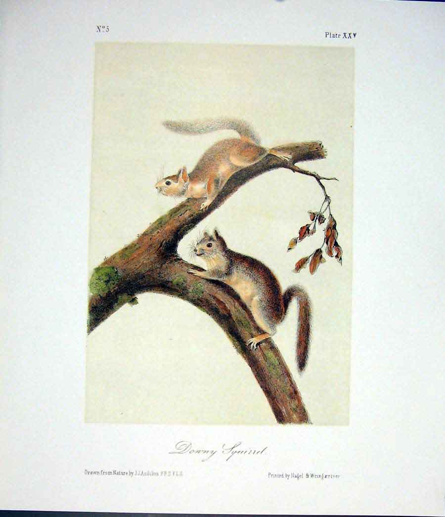 Original Old Antique Print Squirrel Squirells Quadruped Audubon Color