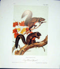 Original Old Antique Print Ref.117 Squirrel Squirrels Quadruped Audubon