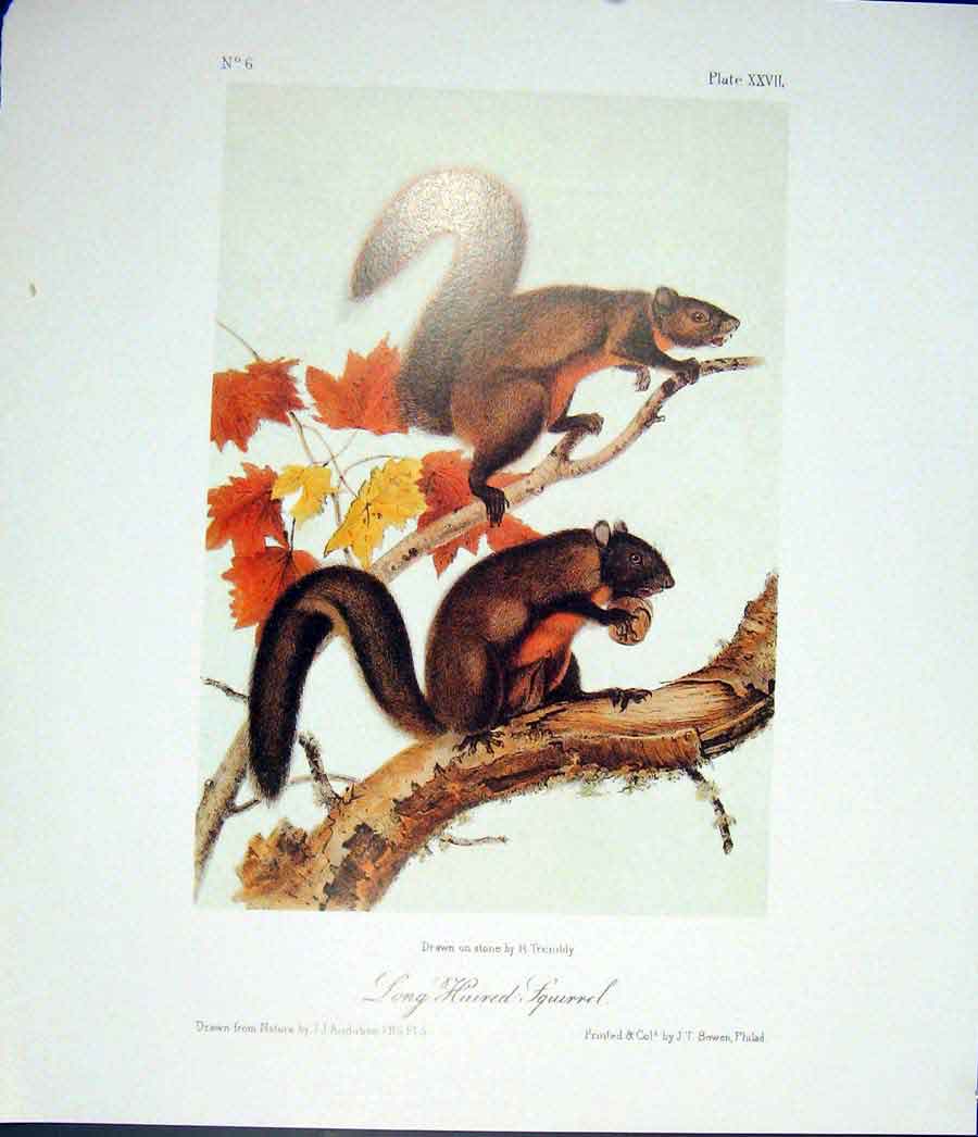 Original Old Antique Print Ref.117 Squirrel Squirrels Quadruped Audubon