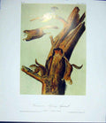 Original Old Antique Print Quadruped Audubon Color Fine Art