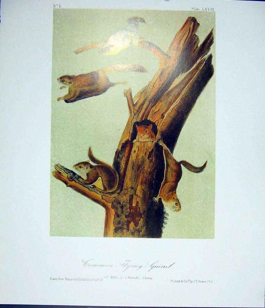 Original Old Antique Print Quadruped Audubon Color Fine Art