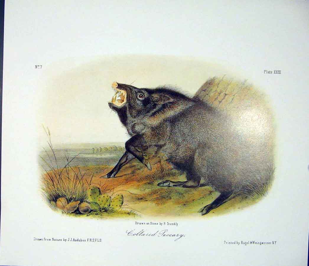 Original Old Antique Print Peccary Quadruped Audubon Color Art