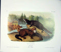 Original Old Antique Print Monk Quadruped Audubon Color Fine Art