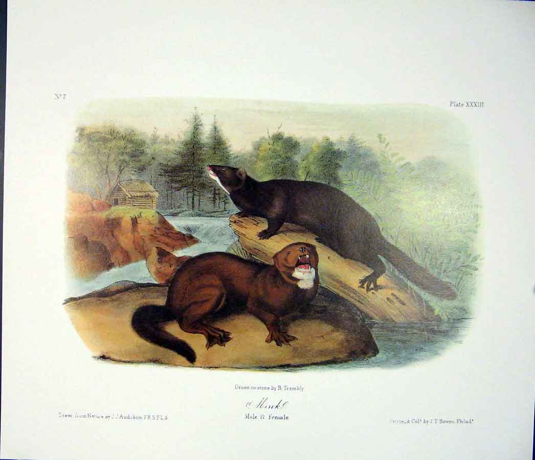 Original Old Antique Print Monk Quadruped Audubon Color Fine Art