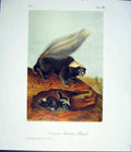 Original Old Antique Print Skunk Quadruped Audubon Color Art