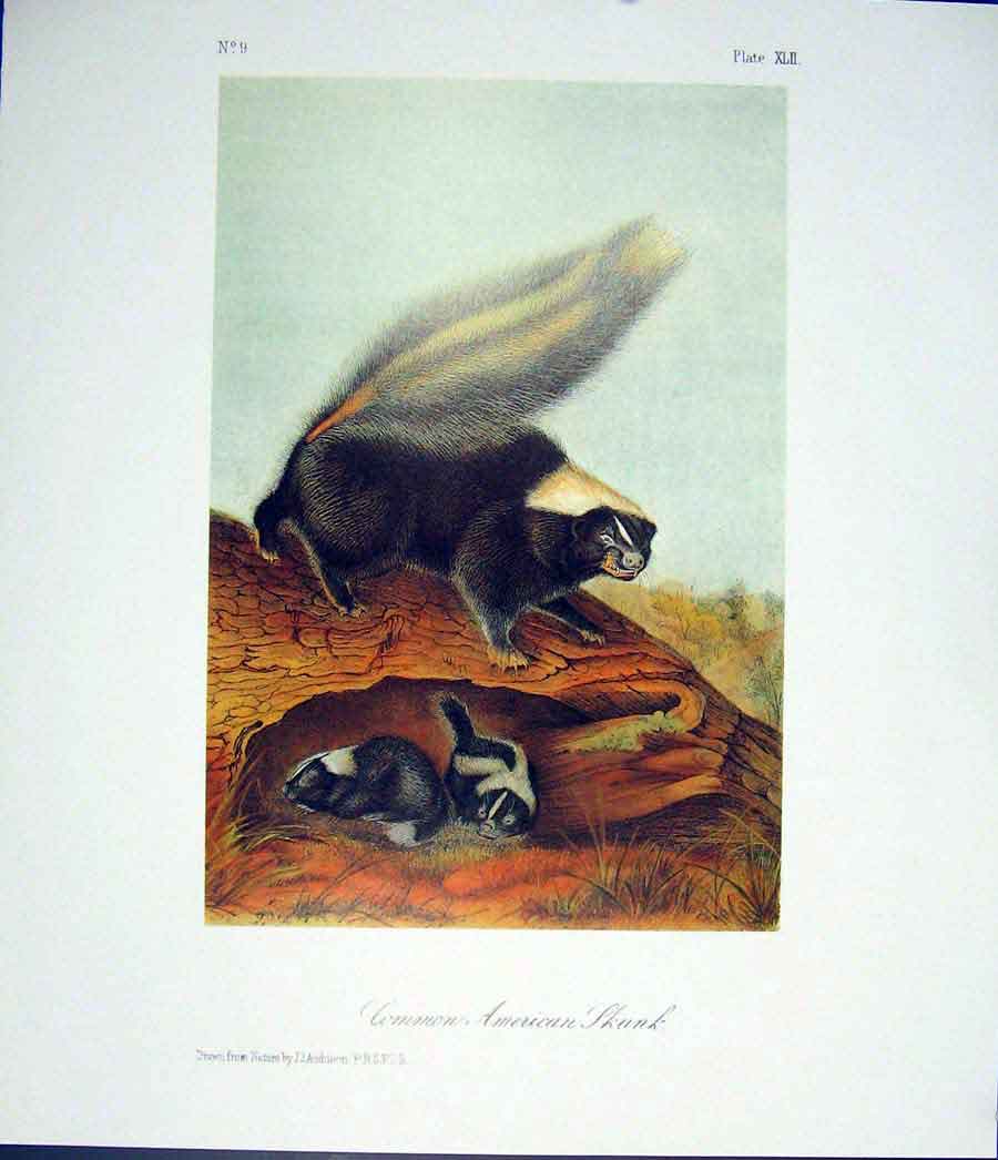 Original Old Antique Print Skunk Quadruped Audubon Color Art