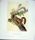 Original Old Antique Print Ref.119 Squirrel Squirrels Quadruped Audubon