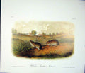 Original Old Antique Print Mouse Rodant Quadruped Audubon Color