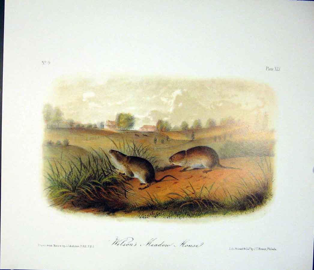 Original Old Antique Print Mouse Rodant Quadruped Audubon Color