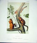 Original Old Antique Print Ref.120 Squirrel Squirrels Quadruped Audubon