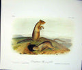 Original Old Antique Print Spermophile Quadruped Audubon Color