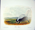 Original Old Antique Print Ref.121 Skunk Quadruped Audubon Art