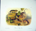 Original Old Antique Print Rat Mouse Rodant Quadruped Audubon Color