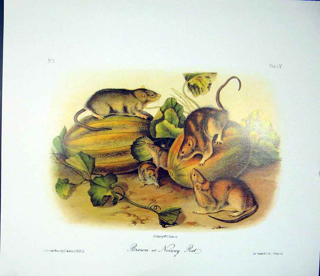 Original Old Antique Print Rat Mouse Rodant Quadruped Audubon Color