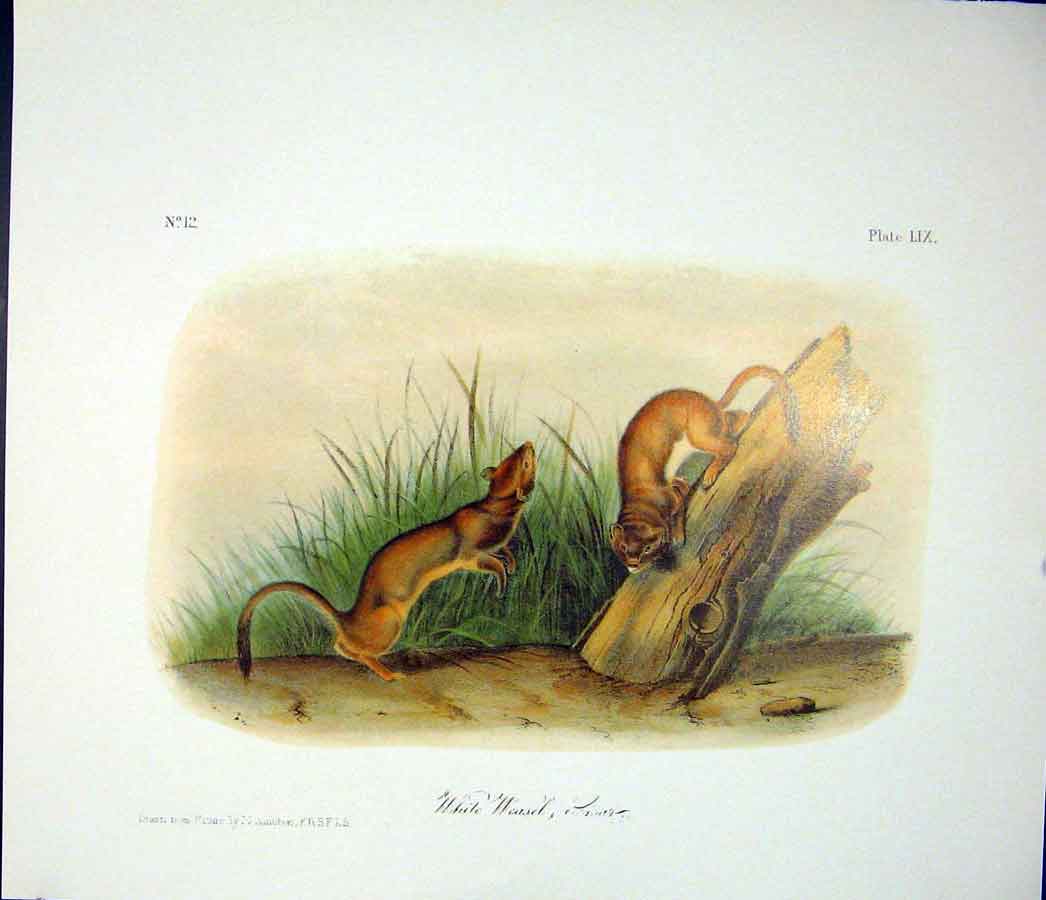 Original Old Antique Print Weasle Quadruped Audubon Color Art