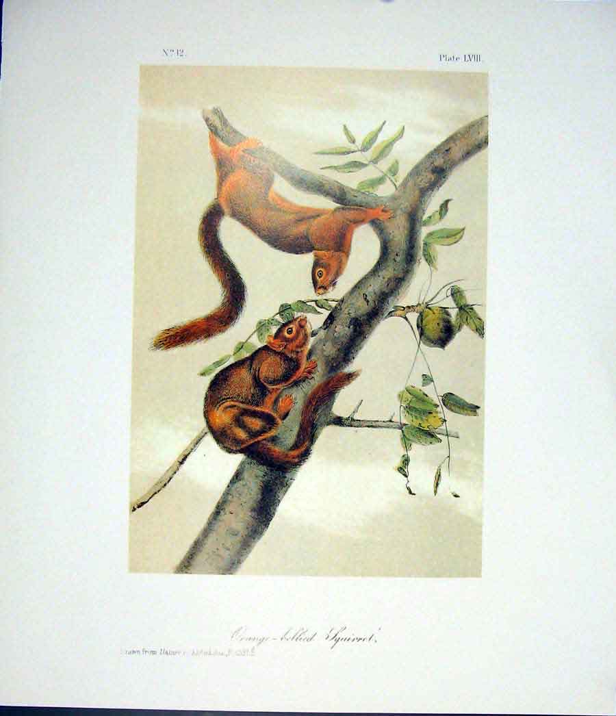 Original Old Antique Print Ref.122 Squirrel Squirrels Quadruped Audubon