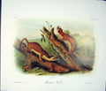 Original Old Antique Print Weasel Quadruped Audubon Color