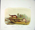 Original Old Antique Print Brown Weasel Color Quadruped Audubon