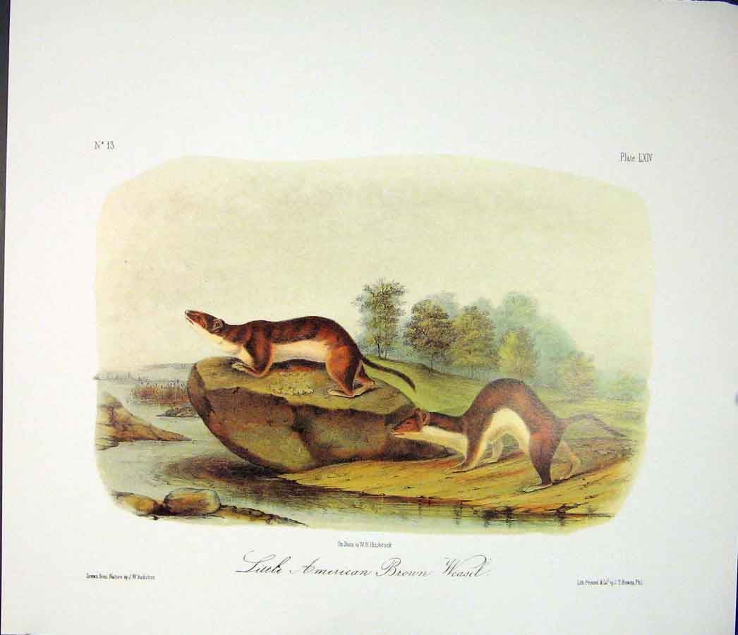 Original Old Antique Print Brown Weasel Color Quadruped Audubon