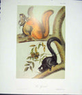 Original Old Antique Print Ref.125 Squirrel Squirrels Quadruped Audubon